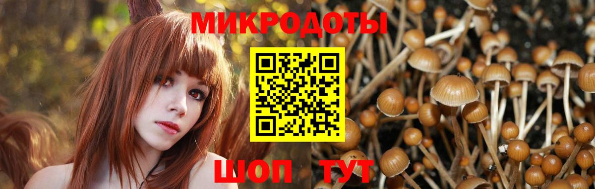 Галлюциногенные грибы Psilocybe Балашов